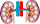 الجهاز البولي